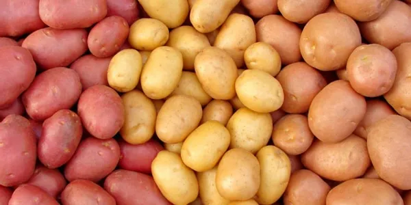 Batata